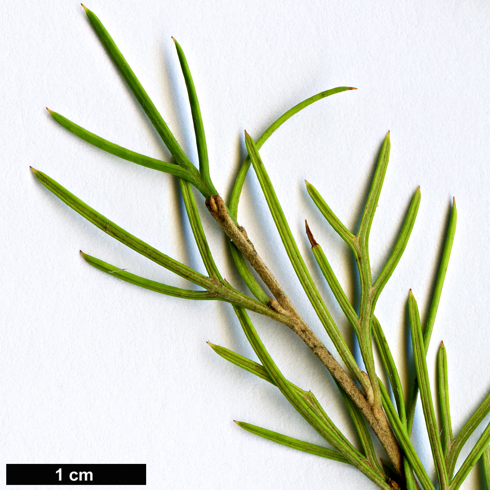 High resolution image: Family: Proteaceae - Genus: Grevillea - Taxon: ×semperflorens (G.juniperina × G.thelemanniana)